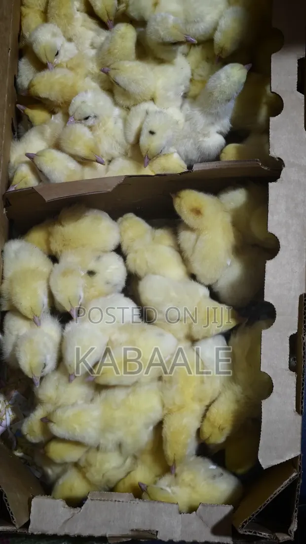 KB Poultry Breeders - 10,000 Chickens - 1