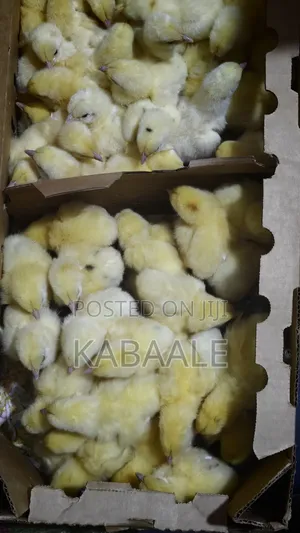 KB Poultry Breeders - 10,000 Chickens