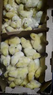 KB Poultry Breeders - 10,000 Chickens - 1