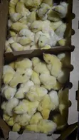 KB Poultry Breeders - 10,000 Chickens - 2