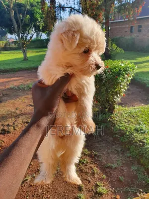 Female Purebred Maltese Puppy (1-3 Months)