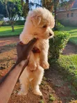 Female Purebred Maltese Puppy (1-3 Months) - 1