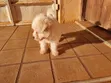 Female Purebred Maltese Puppy (1-3 Months) - 2