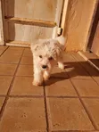 Female Purebred Maltese Puppy (1-3 Months) - 3