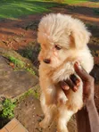 Female Purebred Maltese Puppy (1-3 Months) - 4