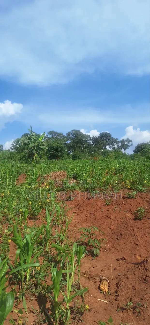 50x100 Plots for Sale in Kasangati - UGX 45M - 1