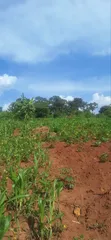 50x100 Plots for Sale in Kasangati - UGX 45M - 1