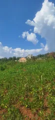 50x100 Plots for Sale in Kasangati - UGX 45M - 2