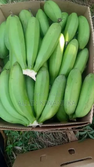 Quality Fresh Green Matooke/Plantain