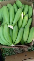 Quality Fresh Green Matooke/Plantain - 1