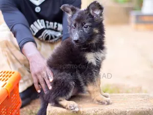 1-3 Month Male Purebred German Shepherd Puppy