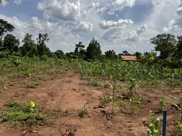 Plots for Sale in Nakifuma-Kakinzi with Free Maize & Kalitunsi - 1