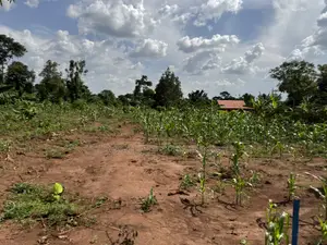 Plots for Sale in Nakifuma-Kakinzi with Free Maize & Kalitunsi
