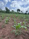Plots for Sale in Nakifuma-Kakinzi with Free Maize & Kalitunsi - 2