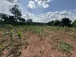 Plots for Sale in Nakifuma-Kakinzi with Free Maize & Kalitunsi - 3