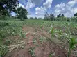 Plots for Sale in Nakifuma-Kakinzi with Free Maize & Kalitunsi - 4