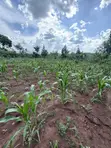 Plots for Sale in Nakifuma-Kakinzi with Free Maize & Kalitunsi - 5