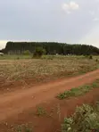 75 Acres Land in Myanzi Kigalama with Lake Wamala View - 2