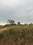 75 Acres Land in Myanzi Kigalama with Lake Wamala View - 3