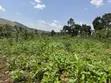 Acre of Fertile Land at Buwalula, 4km Off Mityana-Kampala Road - 2