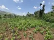 Acre of Fertile Land at Buwalula, 4km Off Mityana-Kampala Road - 3