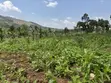 Acre of Fertile Land at Buwalula, 4km Off Mityana-Kampala Road - 5
