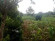 Nampunge 1.5km Private Mailo Land for Sale - 4