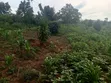 Nampunge 1.5km Private Mailo Land for Sale - 5