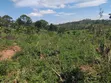 Mukono Land - 2 Acres Residential - 3
