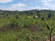Mukono Land - 2 Acres Residential - 4