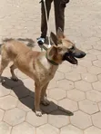 Purebred Belgian Malinois, 6-12 Months Male - 1