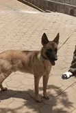 Purebred Belgian Malinois, 6-12 Months Male - 2