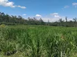 Agricultural Land for Sale - 3 Acres, Nakisunga - 2