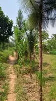 Half-Acre Mailo Land in Ddundu-Mukono, Off Gayaza/Kayunga Road - 4