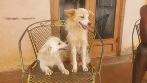 Male Mixed Breed Japanese Spitz, 6-12 Months