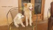 Male Mixed Breed Japanese Spitz, 6-12 Months - 1