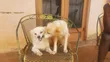 Male Mixed Breed Japanese Spitz, 6-12 Months - 2
