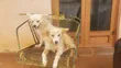 Male Mixed Breed Japanese Spitz, 6-12 Months - 3