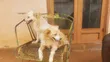 Male Mixed Breed Japanese Spitz, 6-12 Months - 4