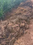 Natural Cow Dung Fertilizers - 1