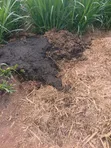 Natural Cow Dung Fertilizers - 2