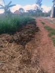 Natural Cow Dung Fertilizers - 3