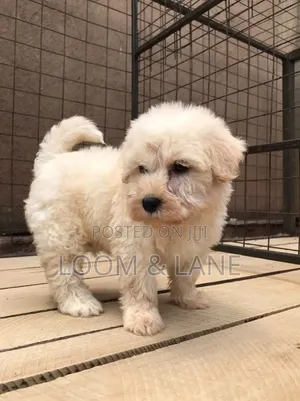 Female Purebred Maltese Puppy (1-3 Months)