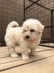 Female Purebred Maltese Puppy (1-3 Months) - 1