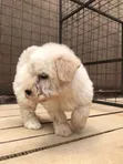 Female Purebred Maltese Puppy (1-3 Months) - 2