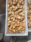 Day Old Chicks Available at Affordable Prices - 1