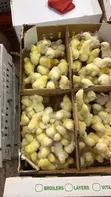 Day Old Chicks Available at Affordable Prices - 2