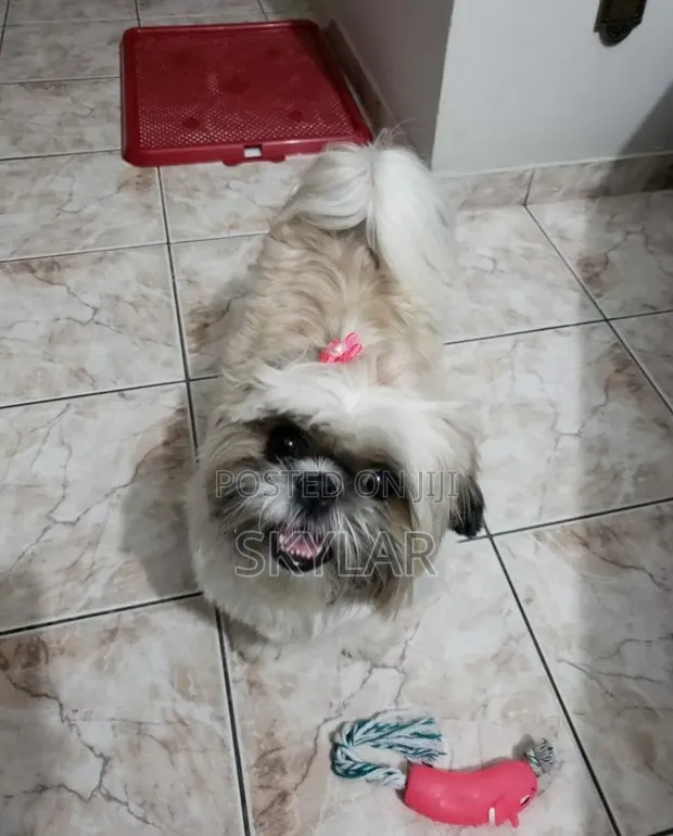 1-3 Month Male Purebred Shih Tzu Puppy - 1