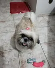 1-3 Month Male Purebred Shih Tzu Puppy - 1