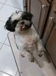 1-3 Month Male Purebred Shih Tzu Puppy - 2